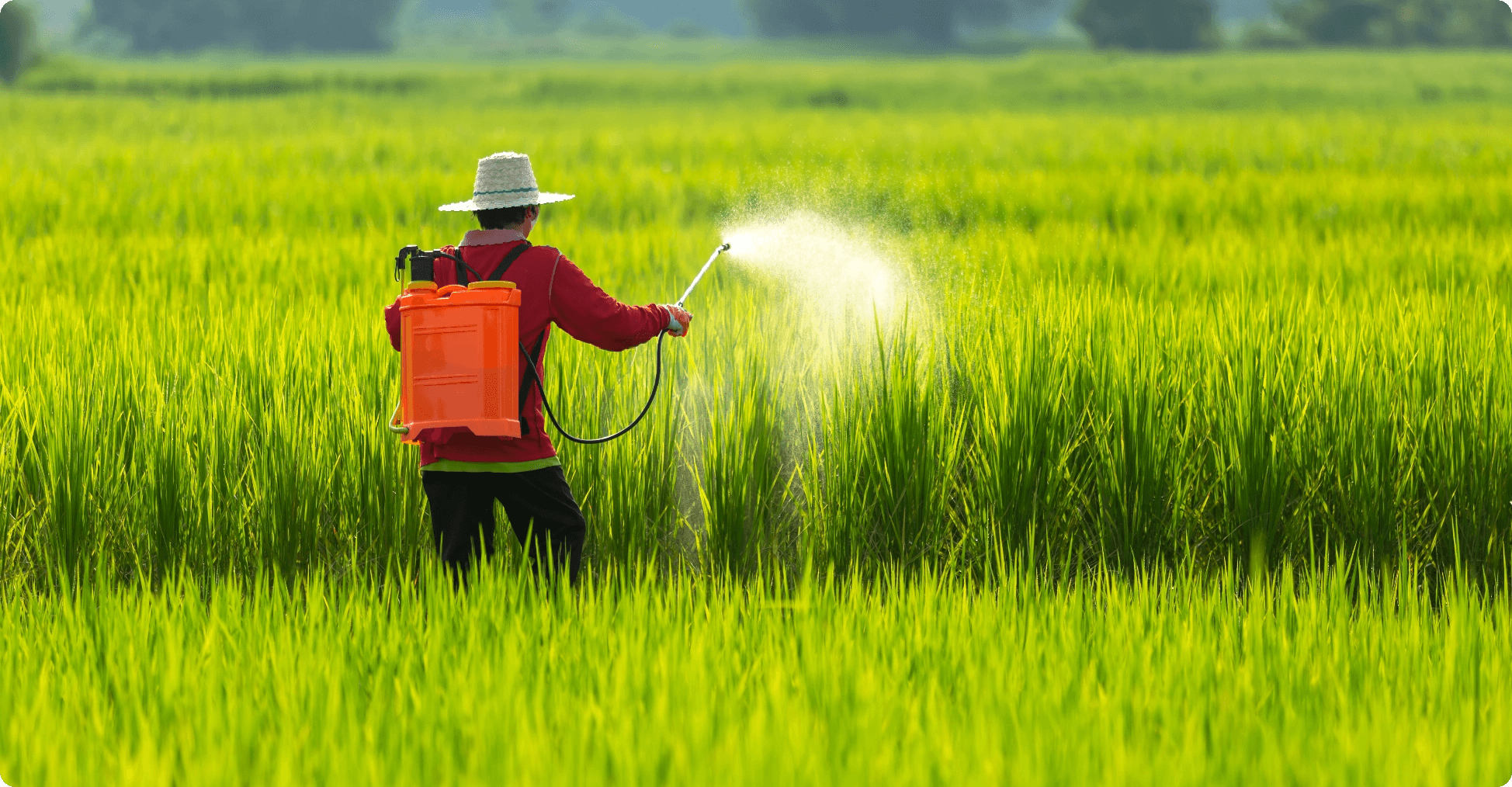 Indian soil organic carbon content fell from 1% to 0.3% in 70 years